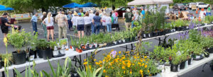 Preparing for the plant sale