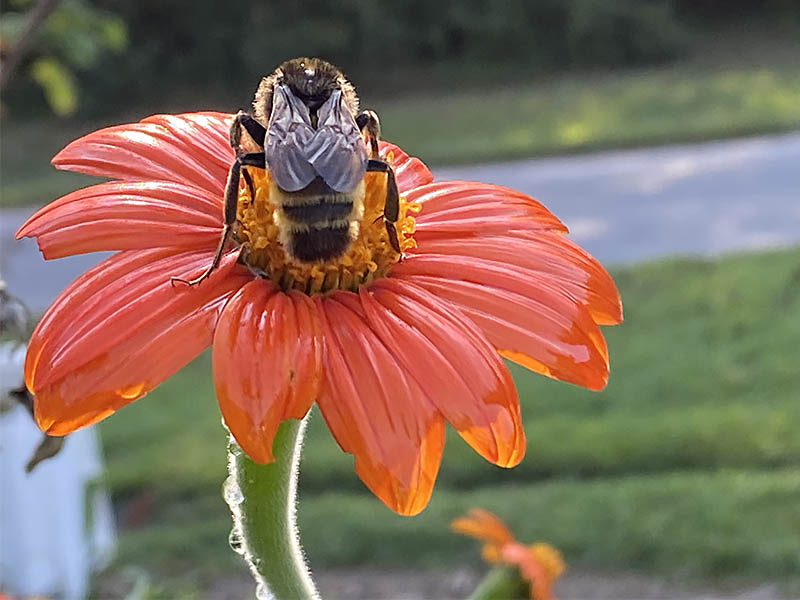 bee on zinnia