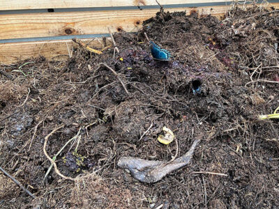 compost pile