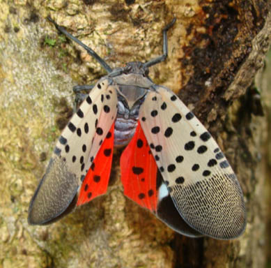 Spotted Laternfly