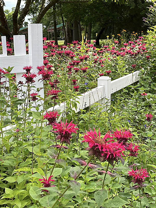 stand of bee balm