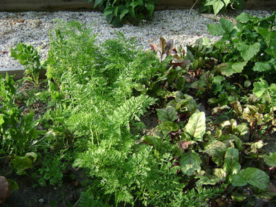 vegetable garden