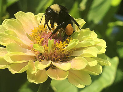 bee on yellow zinnia