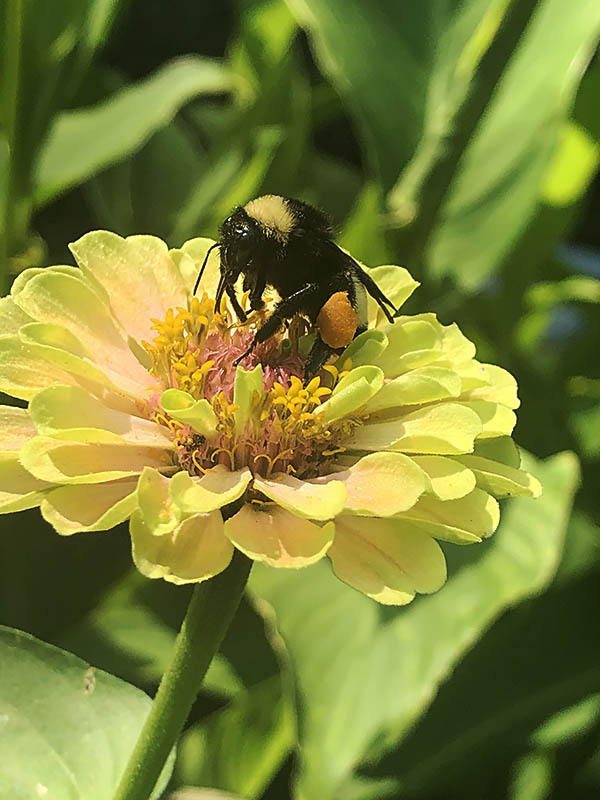 bee on yellow zinnia