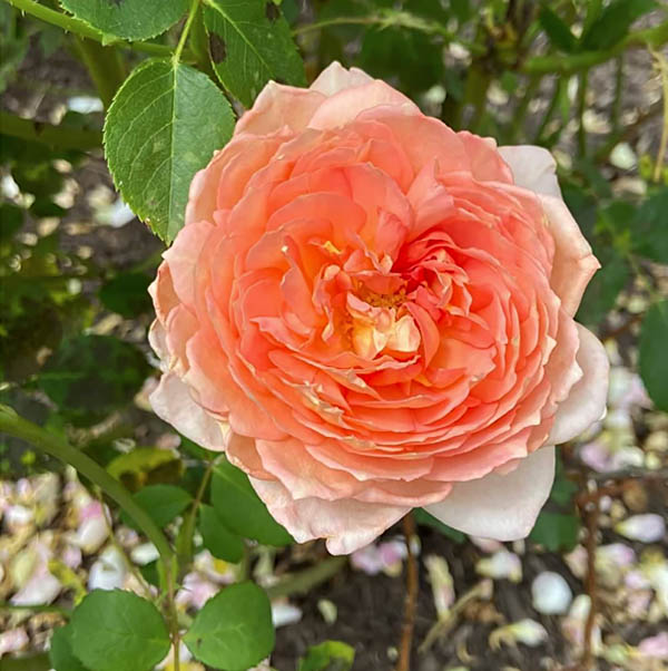 Single rose blossom