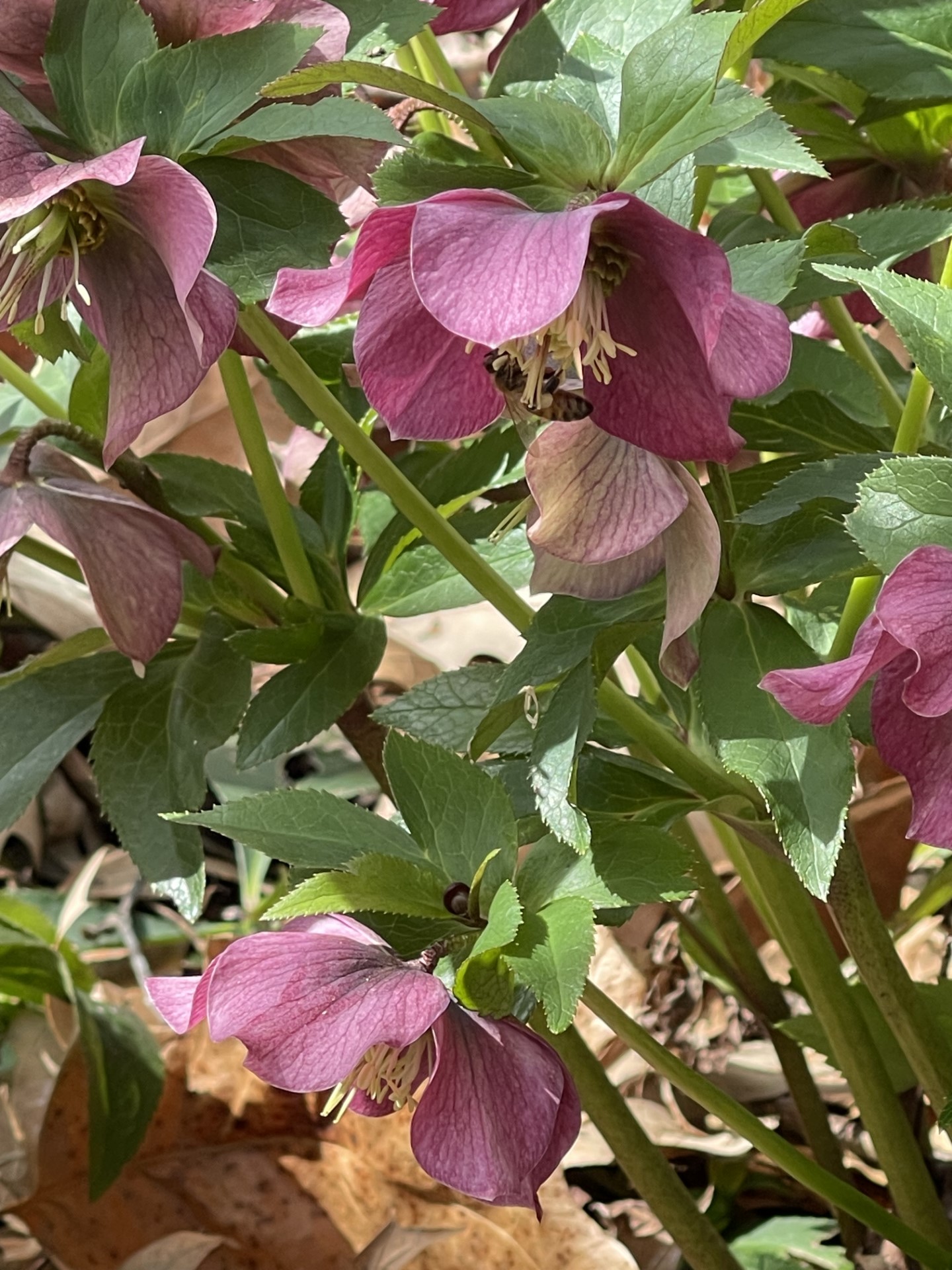 Helleborus Lenten Rose Helleborus orientalis 