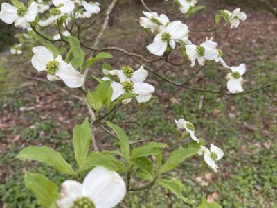 Cornus florida, Virginia Dogwood -native