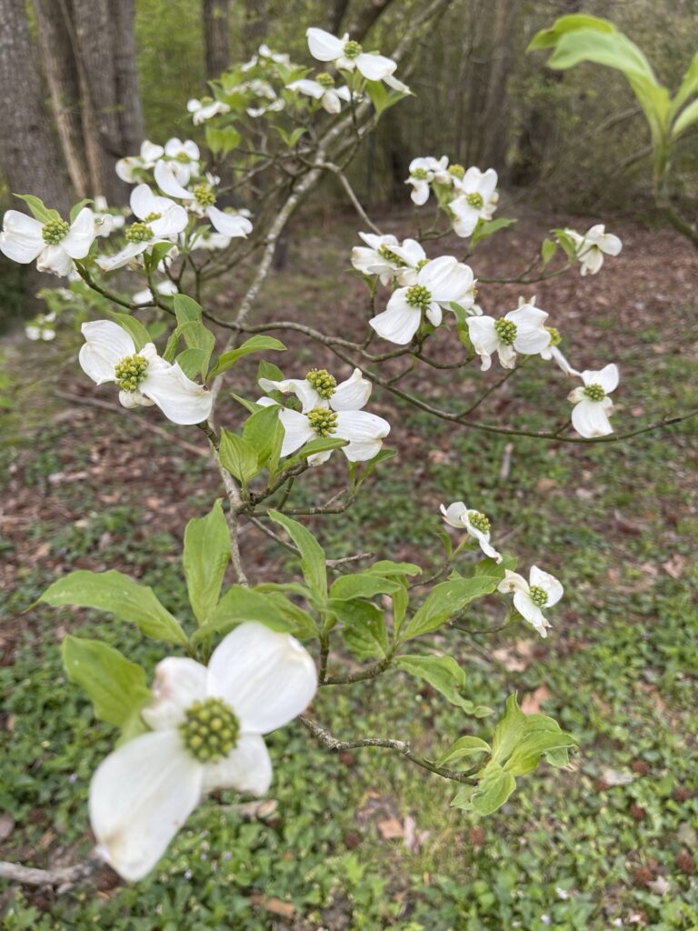 Cornus florida, Virginia Dogwood -native